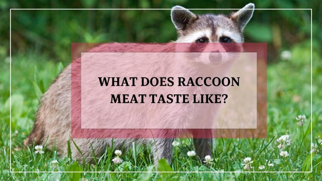 What Does Raccoon Meat Taste Like featured image