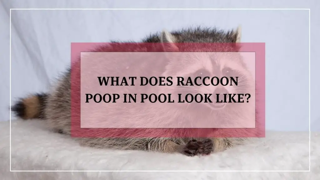 What Does Raccoon Poop In Pool Look Like? featured image