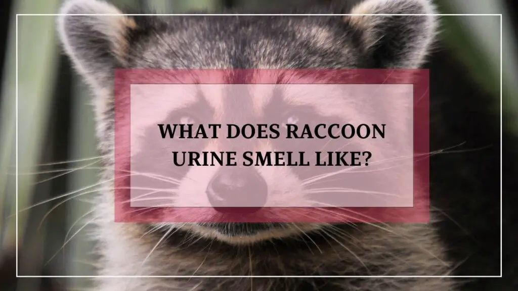 What Does Raccoon Urine Smell Like? featured image