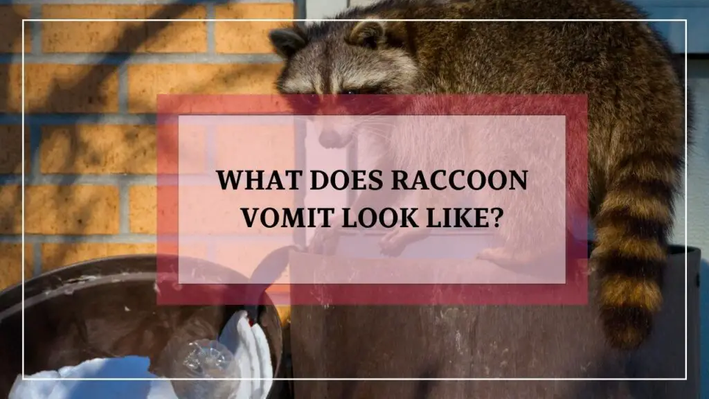 What Does Raccoon Vomit Look Like? featured image