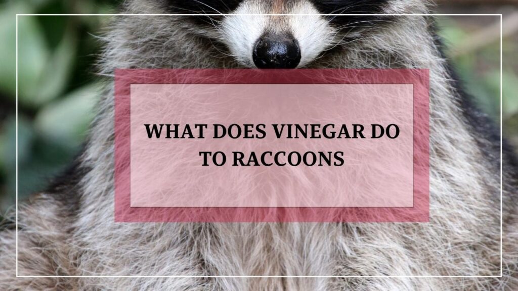 What Does Vinegar Do To Raccoons featured image