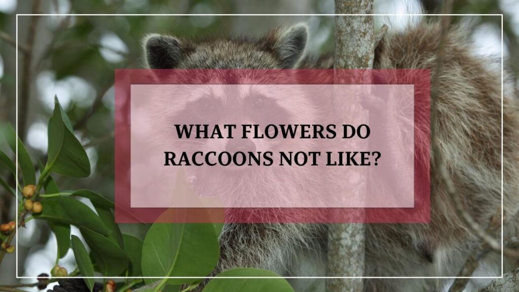 What Flowers Do Raccoons Not Like? featured image