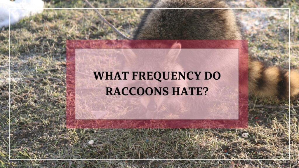 What Frequency Do Raccoons Hate? featured image