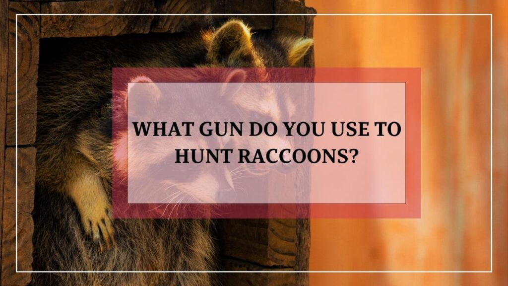 What Gun Do You Use To Hunt Raccoons? featured image