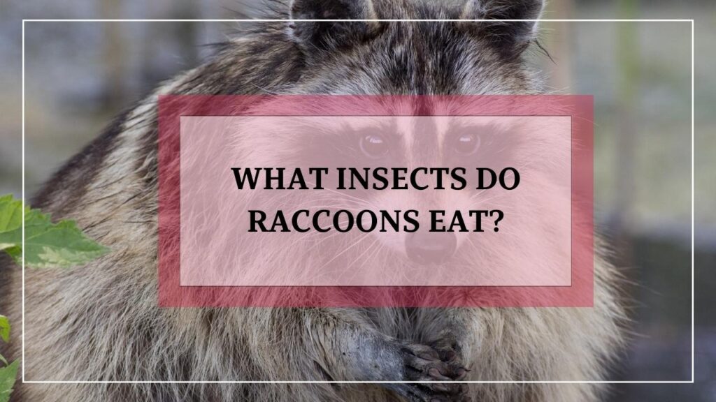 What Insects Do Raccoons Eat featured image