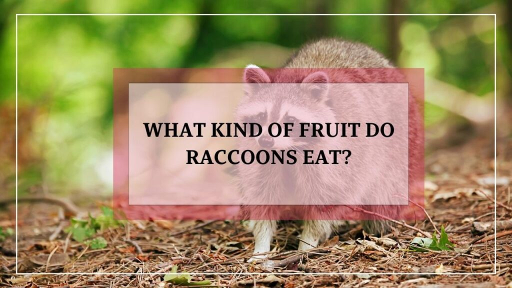 What Kind Of Fruit Do Raccoons Eat featured image