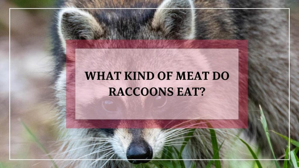 What Kind Of Meat Do Raccoons Eat featured image