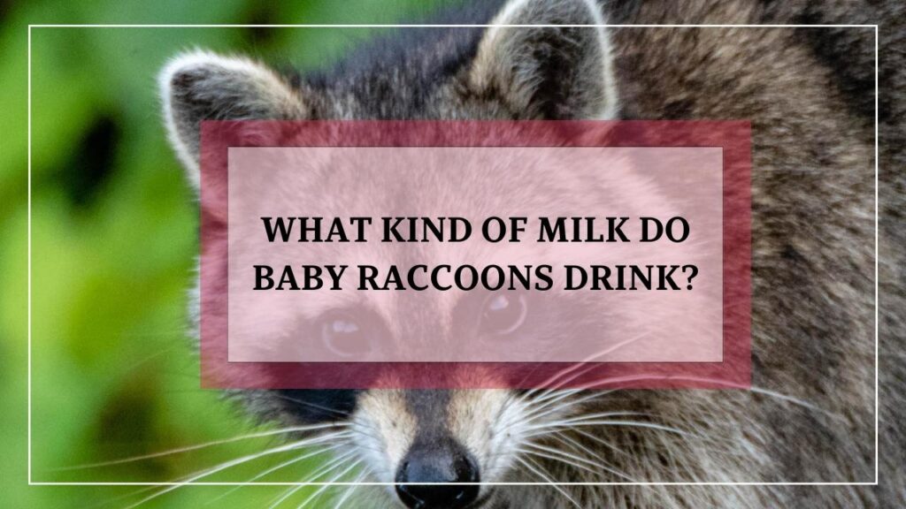 What Kind Of Milk Do Baby Raccoons Drink? featured image