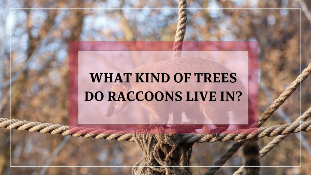 What Kind Of Trees Do Raccoons Live In? featured image