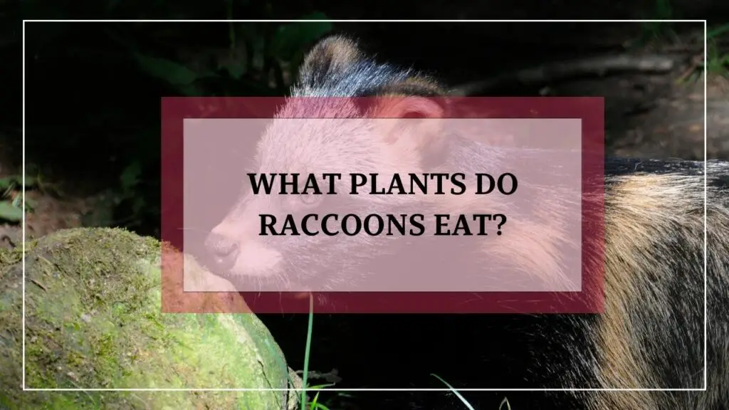 What Plants Do Raccoons Eat? featured image