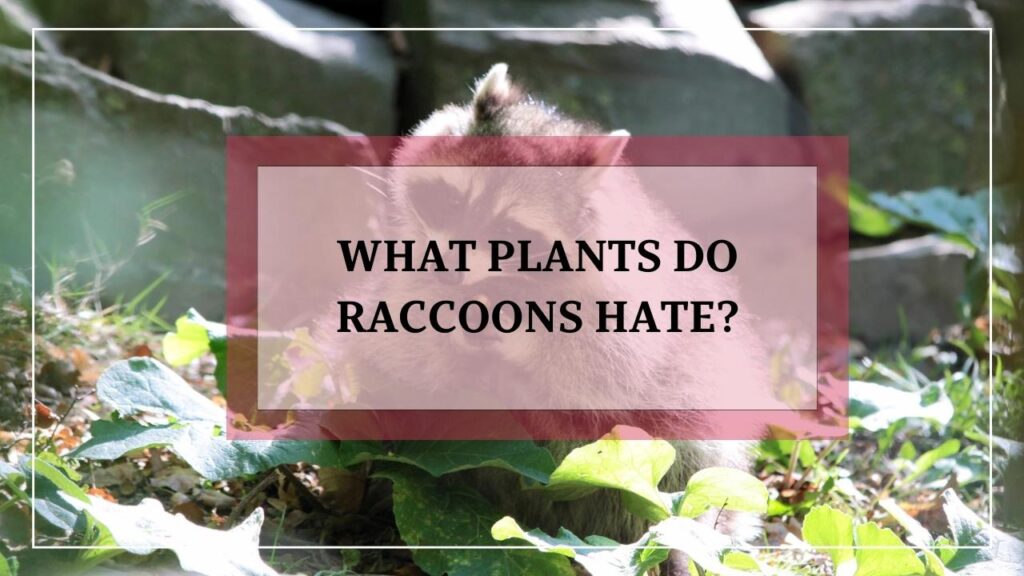 What Plants Do Raccoons Hate featured image