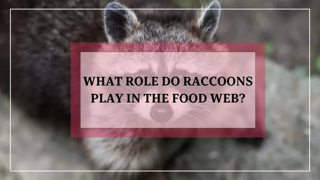 What Role Do Raccoons Play In The Food Web? featured image