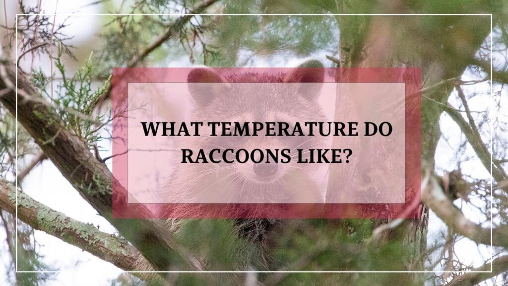 What Temperature Do Raccoons Like featured image