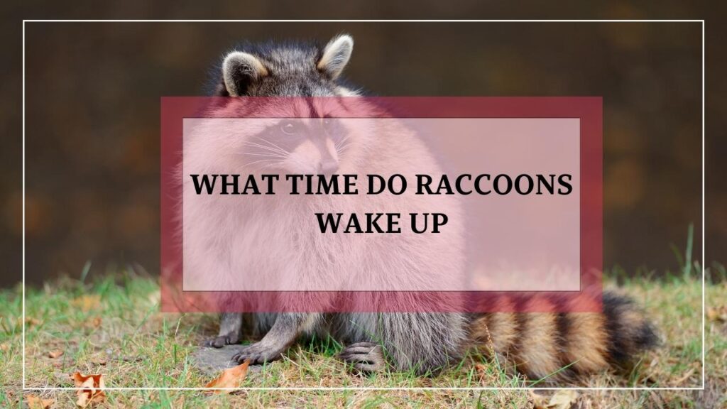 What Time Do Raccoons Wake Up؟ featured image