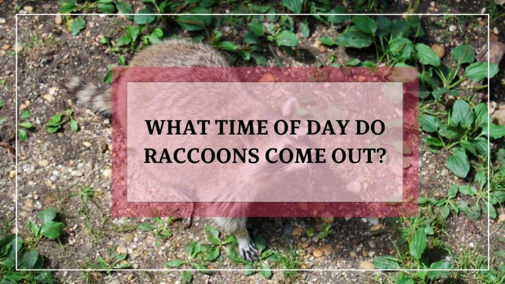 What Time Of Day Do Raccoons Come Out featured image