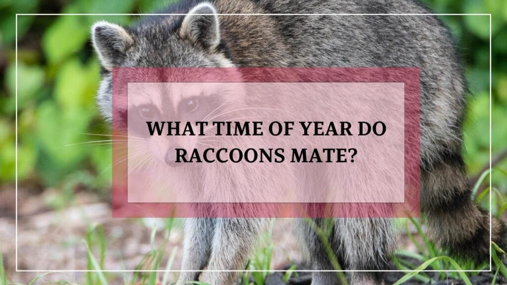 What Time Of Year Do Raccoons Mate featured image