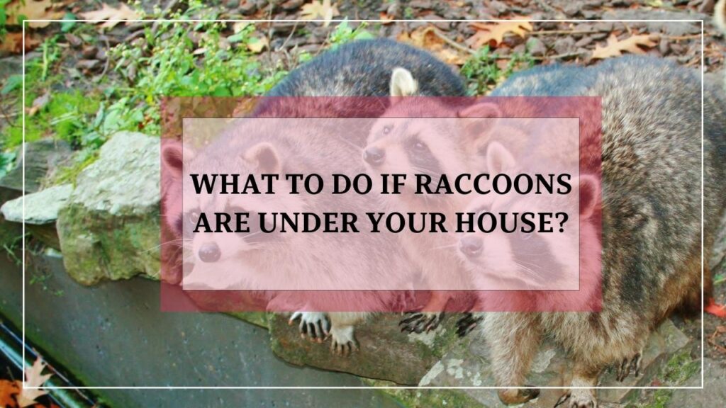 What To Do If Raccoons Are Under Your House? featured image