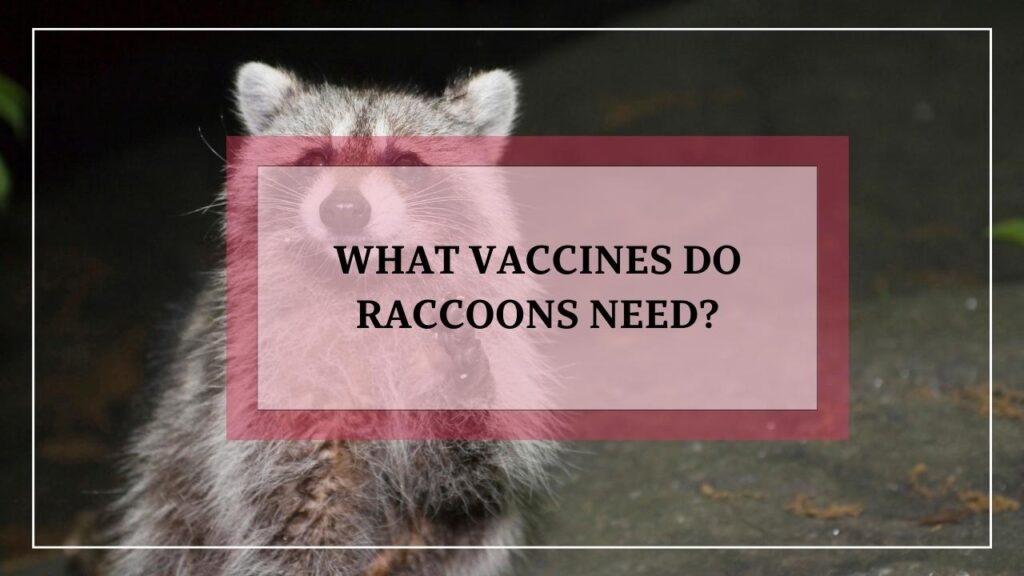 What Vaccines Do Raccoons Need? featured image