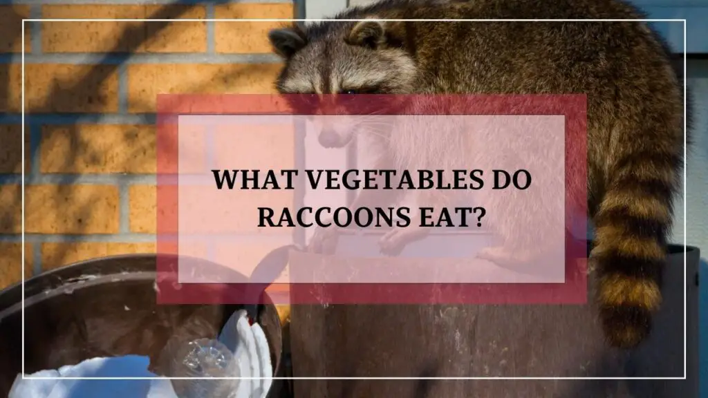 What Vegetables Do Raccoons Eat? featured image