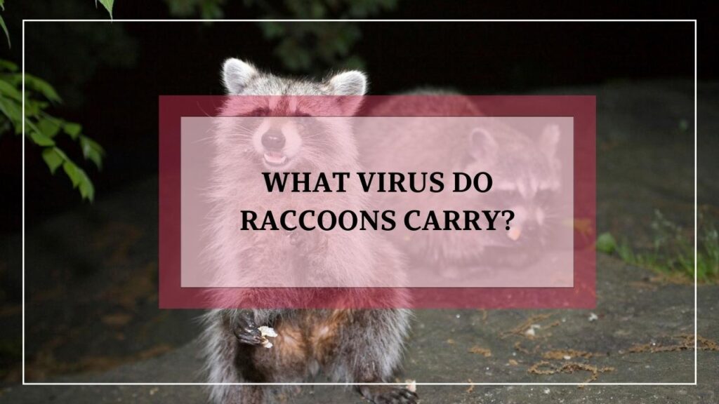 What Virus Do Raccoons Carry? featured image