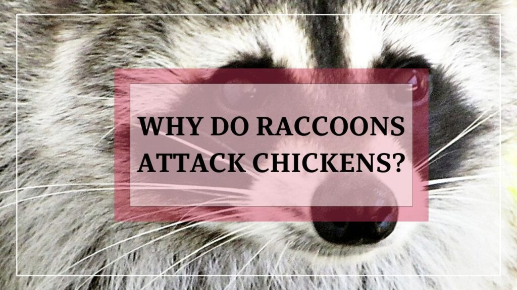 Why Do Raccoons Attack Chickens? featured image