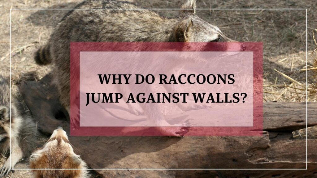 Why Do Raccoons Jump Against Walls? featured image