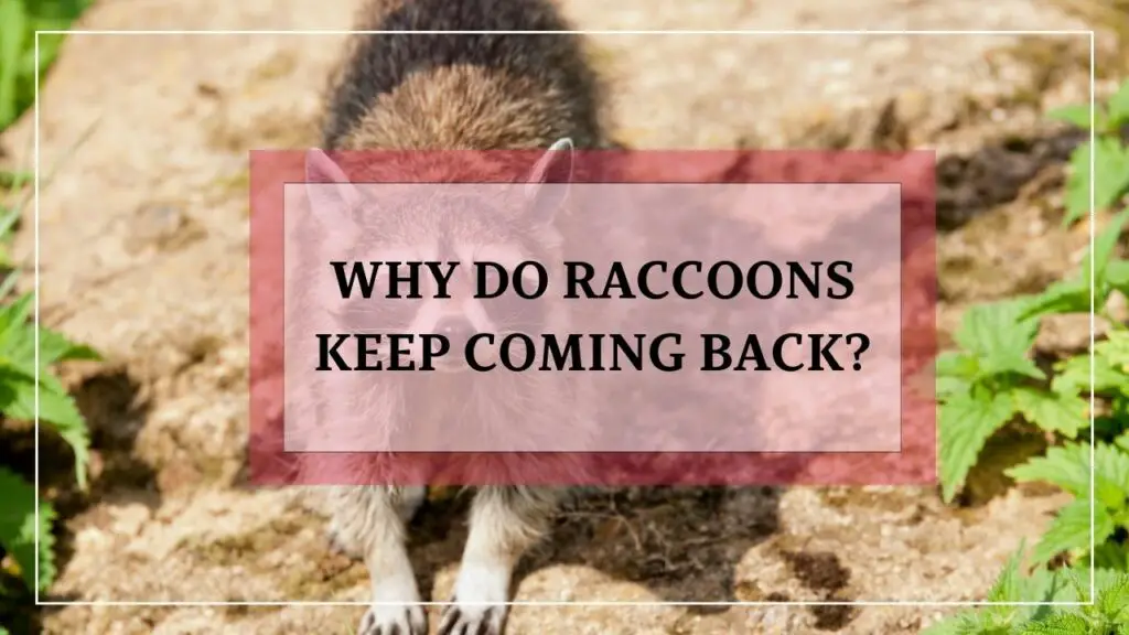 Why Do Raccoons Keep Coming Back? featured image