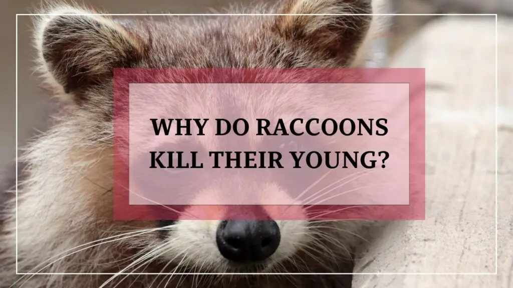 Why Do Raccoons Kill Their Young? featured image