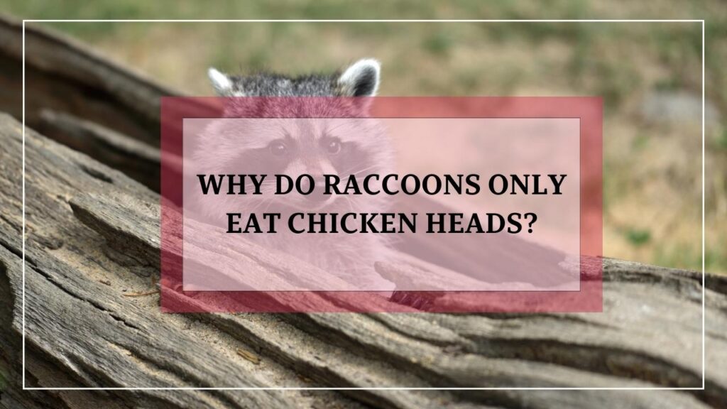 Why Do Raccoons Only Eat Chicken Heads? featured image