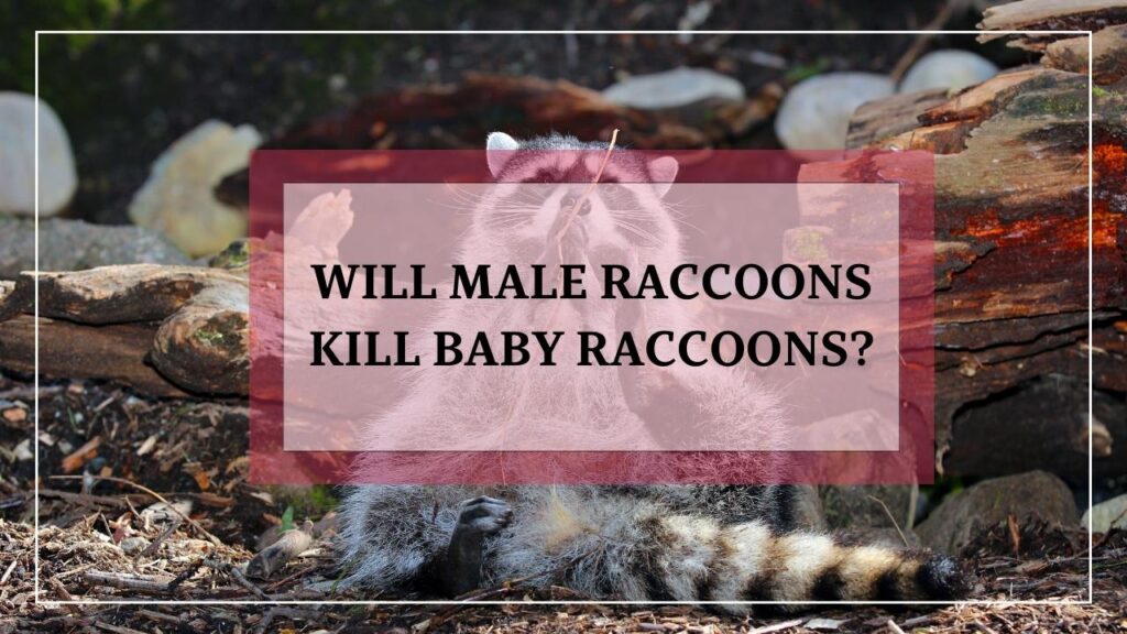 Will Male Raccoons Kill Baby Raccoons featured image