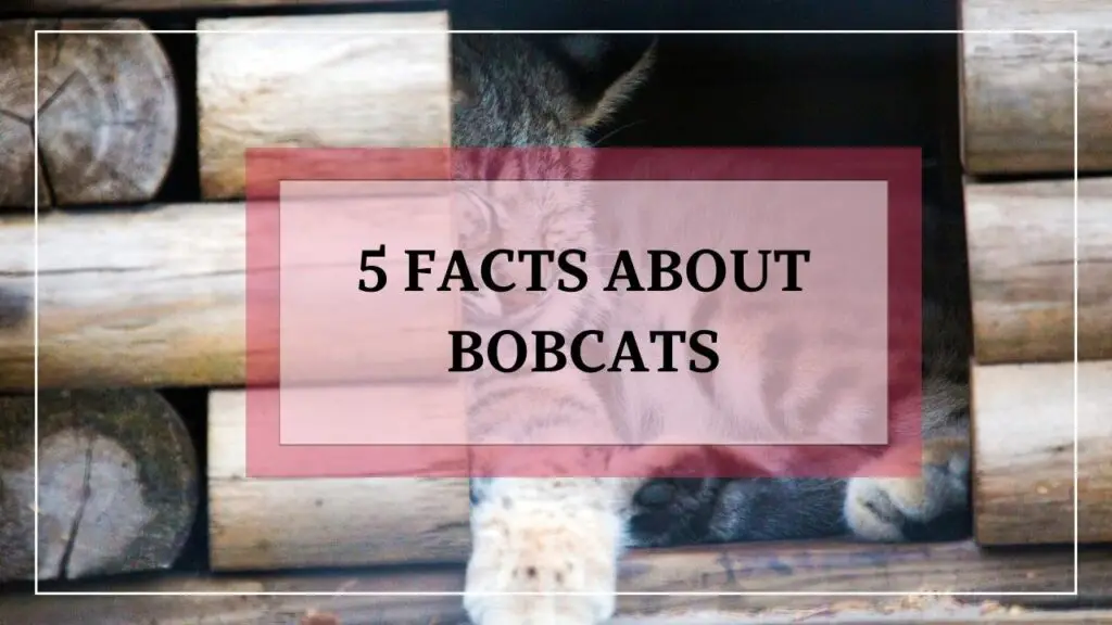 5 Facts About Bobcats featured image