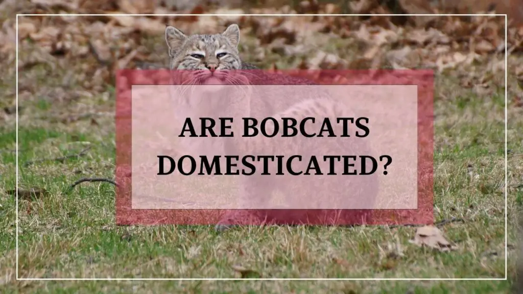 Are Bobcats Domesticated featured image