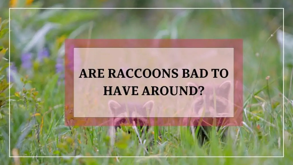 Are Raccoons Bad To Have Around? featured image