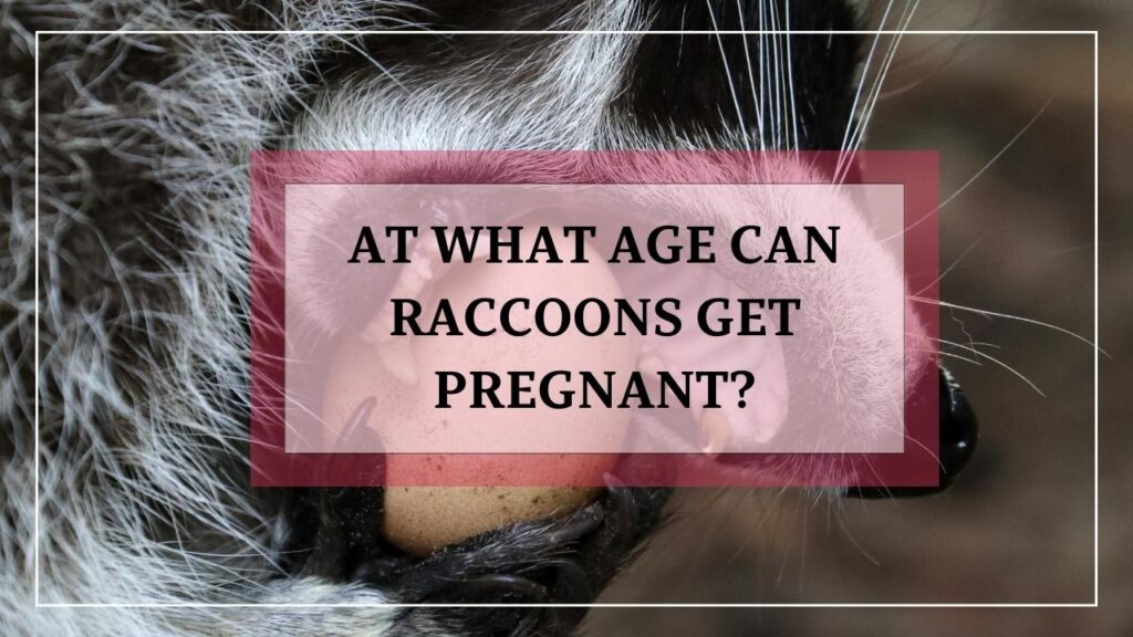 At What Age Can Raccoons Get Pregnant? featured image