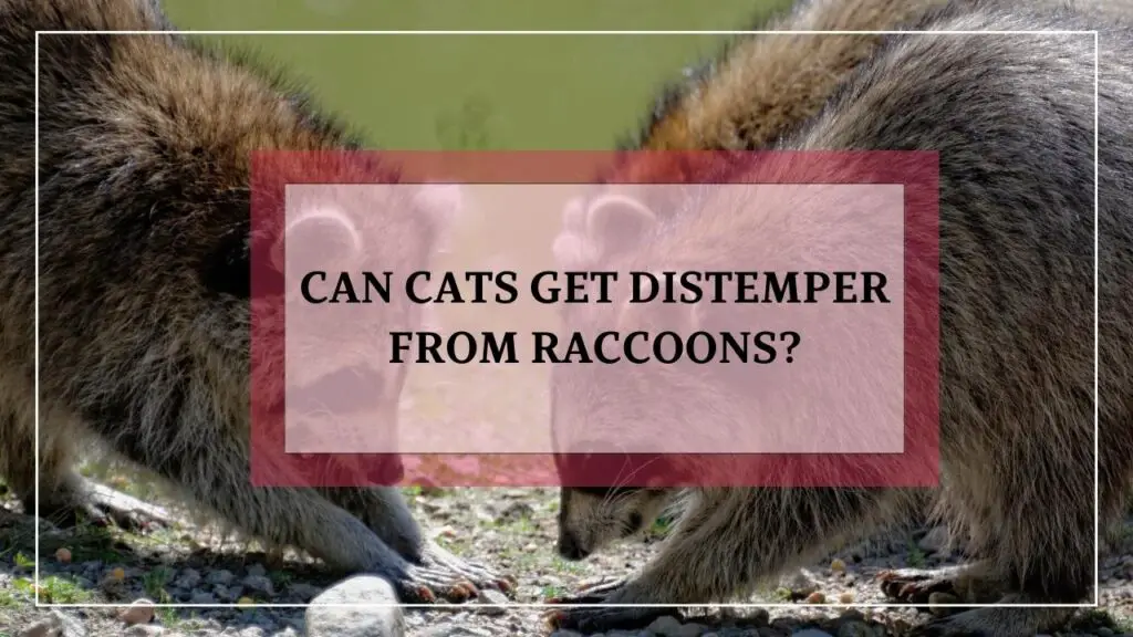 Can Cats Get Distemper From Raccoons? featured image