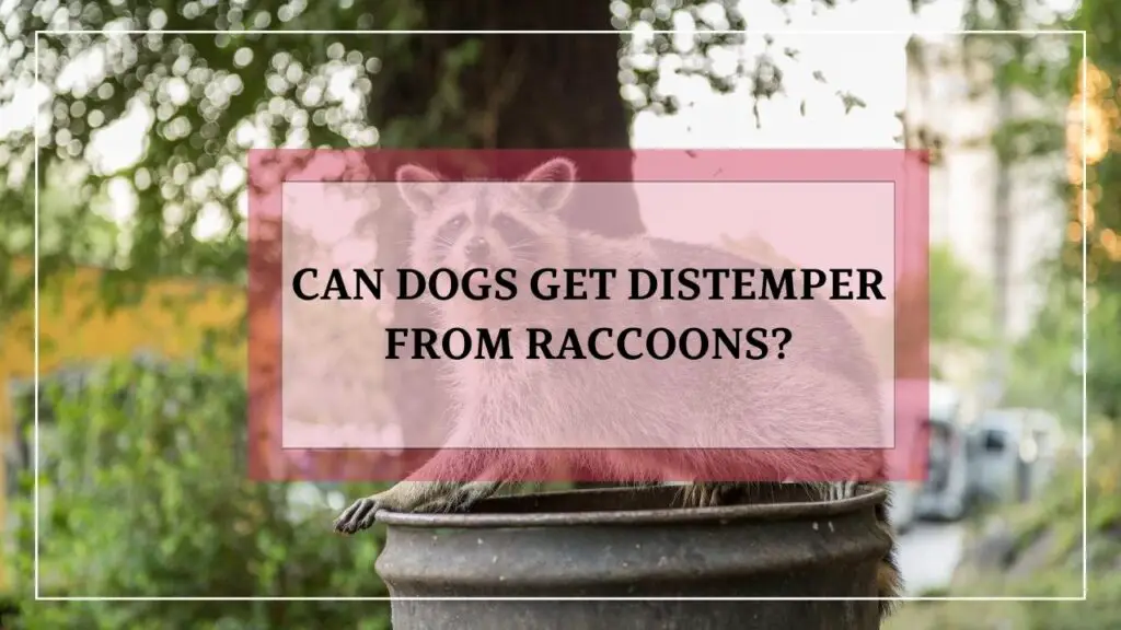 Can Dogs Get Distemper From Raccoons? featured image