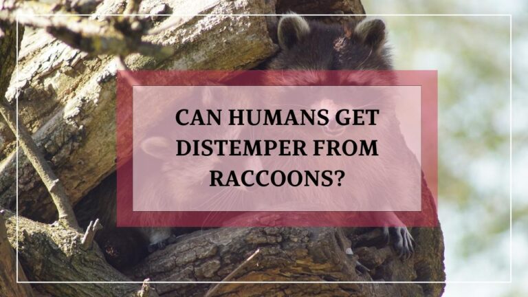 Can Humans Get Distemper From Raccoons? - Animalsman