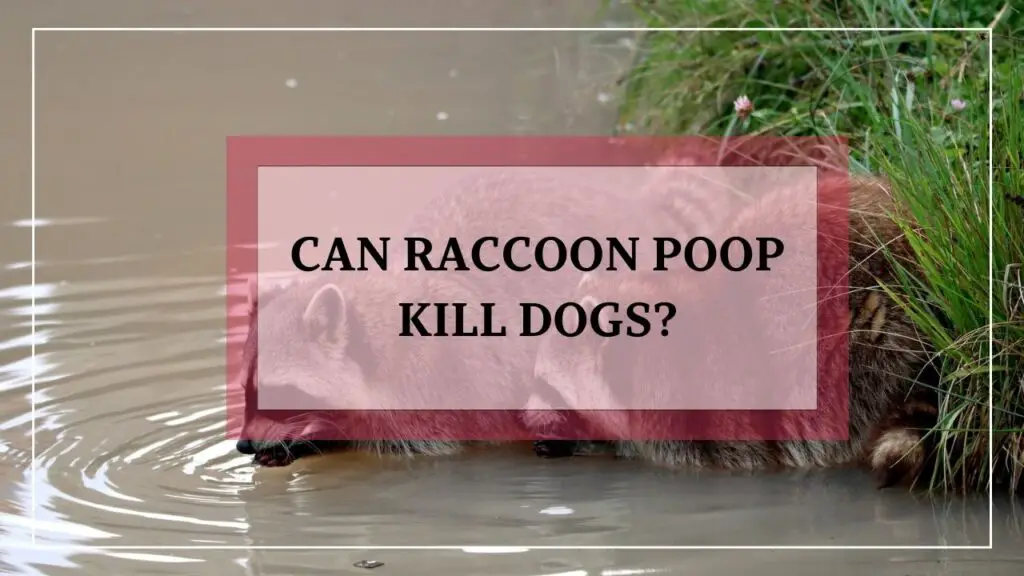 Can Raccoon Poop Kill Dogs? featured image