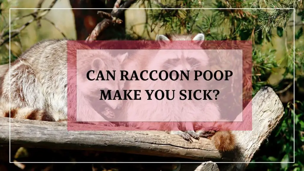 Can Raccoon Poop Make You Sick? featured image