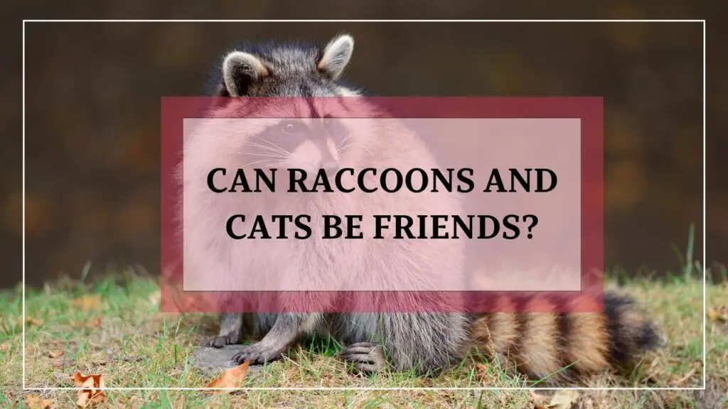 Can Raccoons And Cats Be Friends? featured image