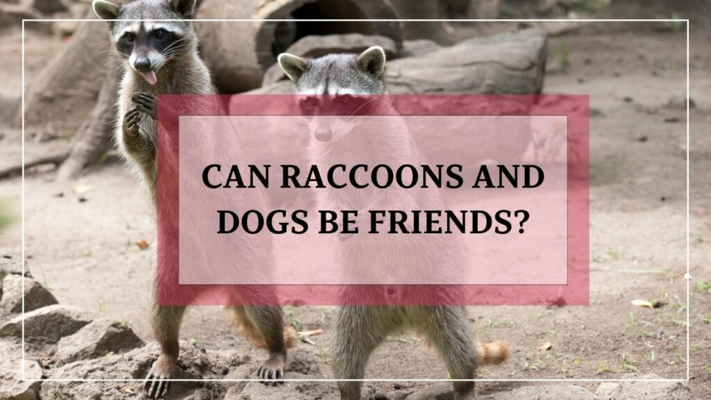 Can Raccoons And Dogs Be Friends featured image