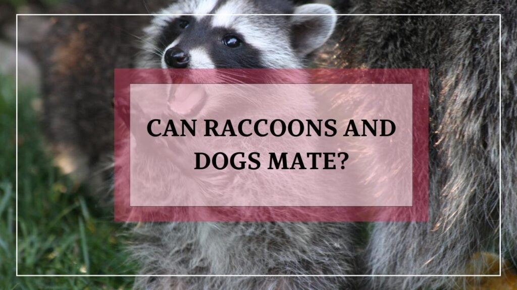 Can Raccoons And Dogs Mate? featured image