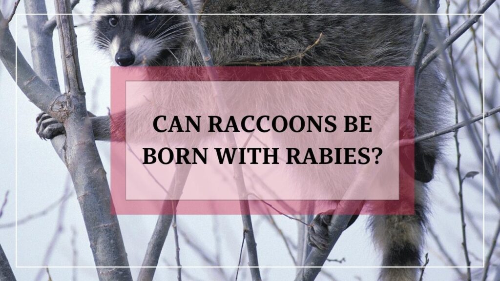 Can Raccoons Be Born With Rabies? featured image