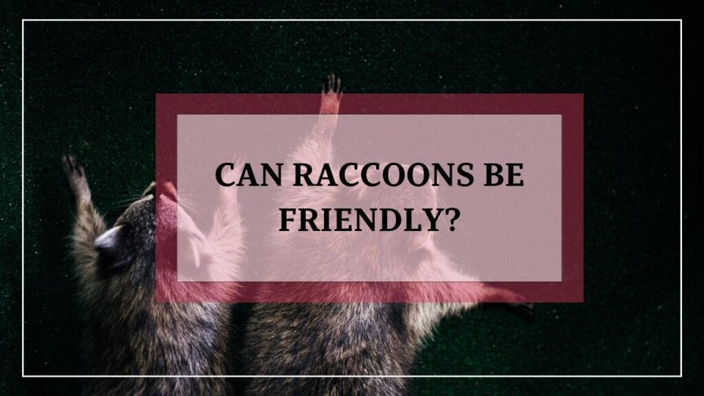 Can Raccoons Be Friendly? featured image