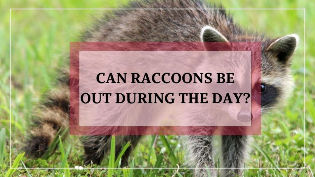 Can Raccoons Be Out During The Day? featured image