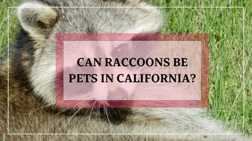 Can Raccoons Be Pets In California? featured image