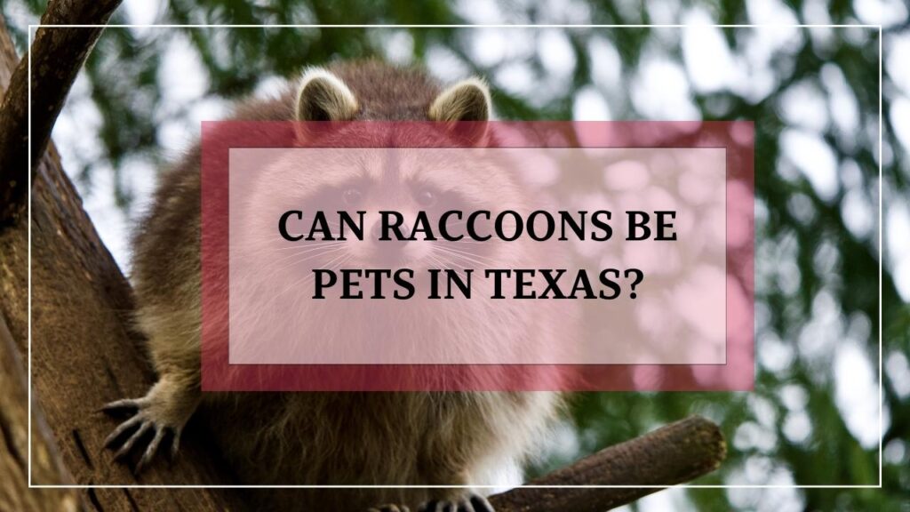 Can Raccoons Be Pets In Texas? featured image