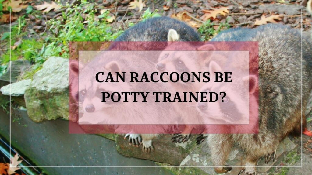 Can Raccoons Be Potty Trained? featured image