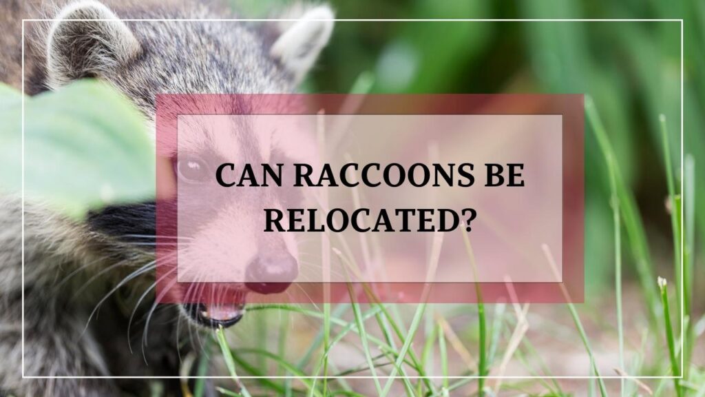 Can Raccoons Be Relocated? featured image