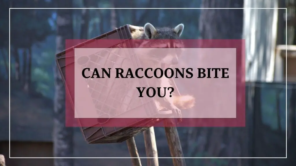 Can Raccoons Bite You featured image